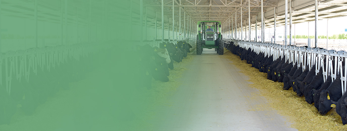 【买球赛的网站】中国有限公司建成2万头国家级标准化奶牛养殖场和2万头国家级标准化肉牛养殖场。是西北地区重要的高端畜产品生产基地，被农业部评为国家级肉牛标准化示范场和畜禽养殖“无疫企业”。