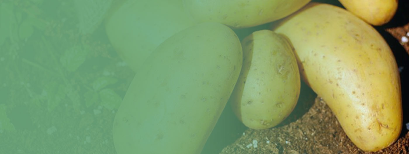 马铃薯是甘肃的特色农产品。目前，垦区建成年生产脱毒种薯6000万粒的基地。年加工能力1万吨的全粉生产线，形成了良种繁育、基地建设、精深加工、品牌营销的完整产业链。